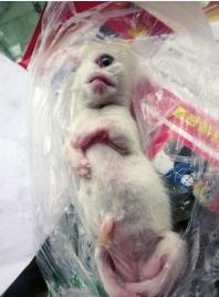 中国企业品牌网